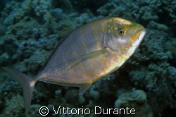 Carangoides Bajad by Vittorio Durante 
